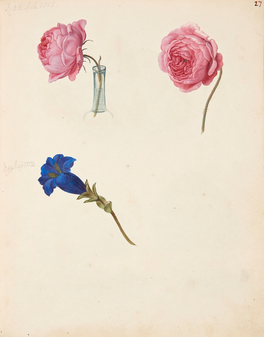 Study of pink rose and blue flower by Johanna Fosie