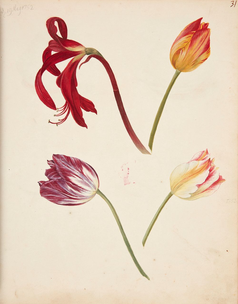 Study of tulips by Johanna Fosie