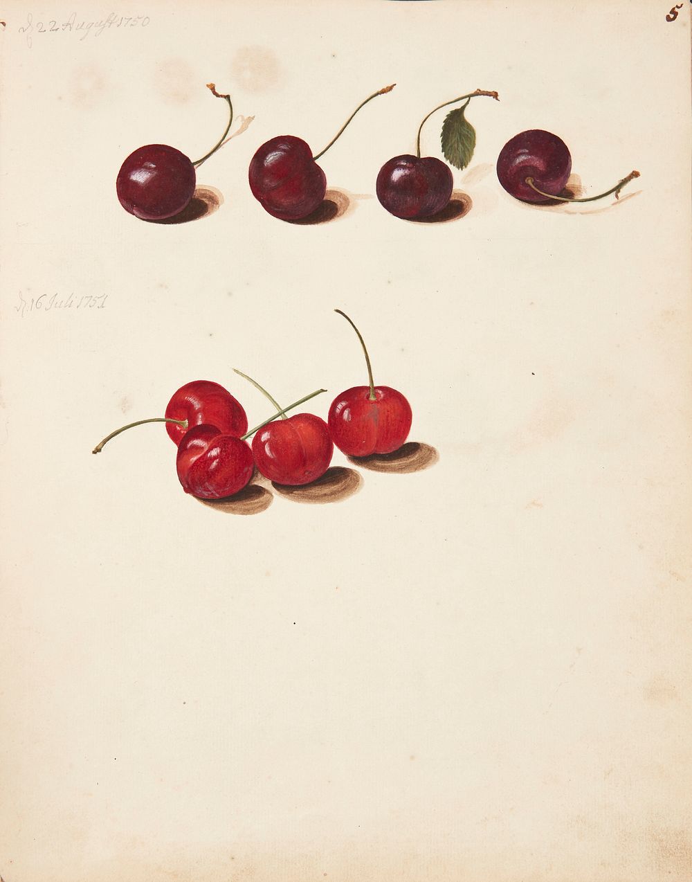 Study of cherries by Johanna Fosie