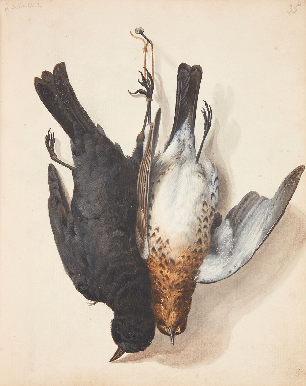 Study of two dead blackbirds, male and female, suspended by string one on a hook, Johanna Fosie