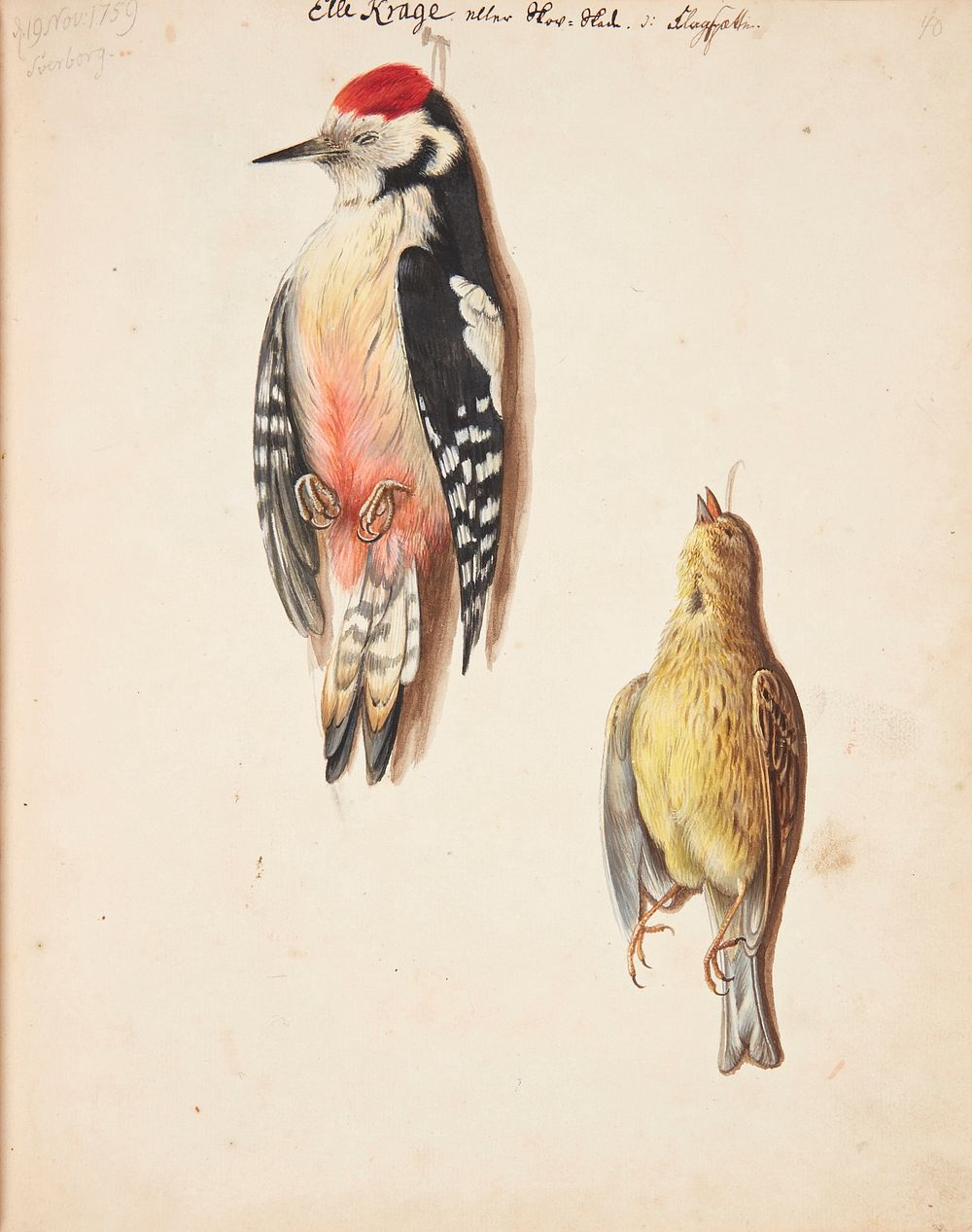 Study of dead woodpecker and yellow sparrow, suspended by Johanna Fosie