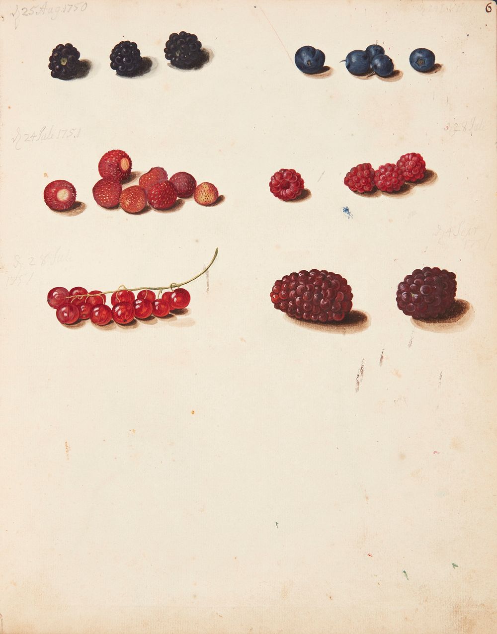 Study of various berries by Johanna Fosie