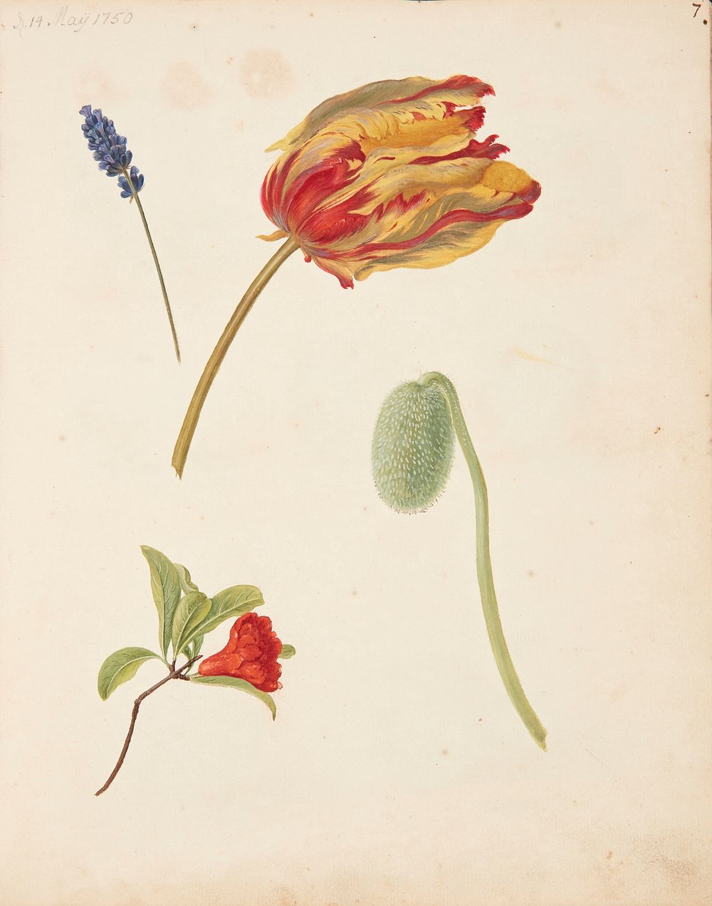 Study of tulip and other flowers by Johanna Fosie