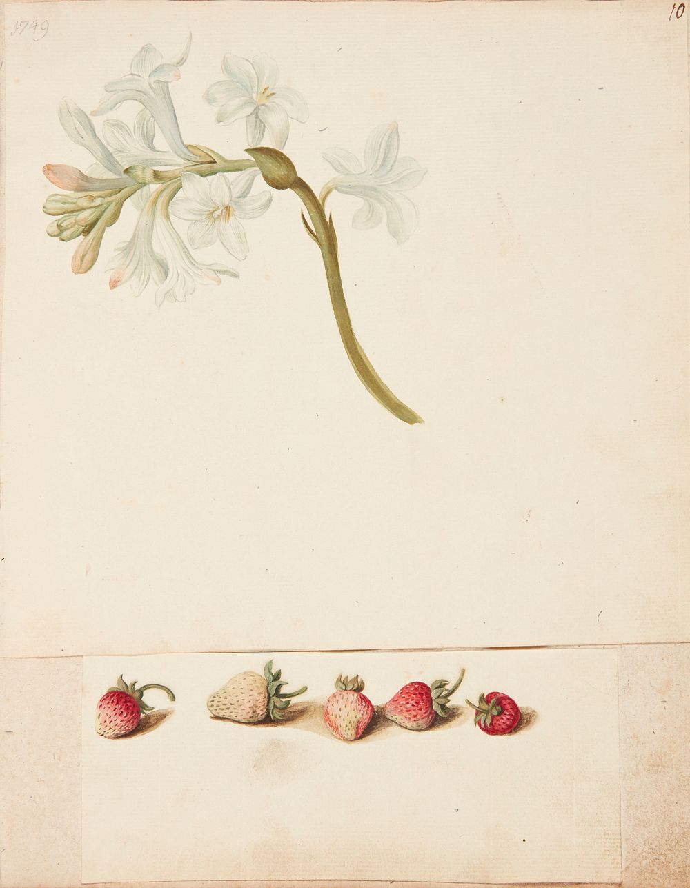 Study of flower and strawberry by Johanna Fosie