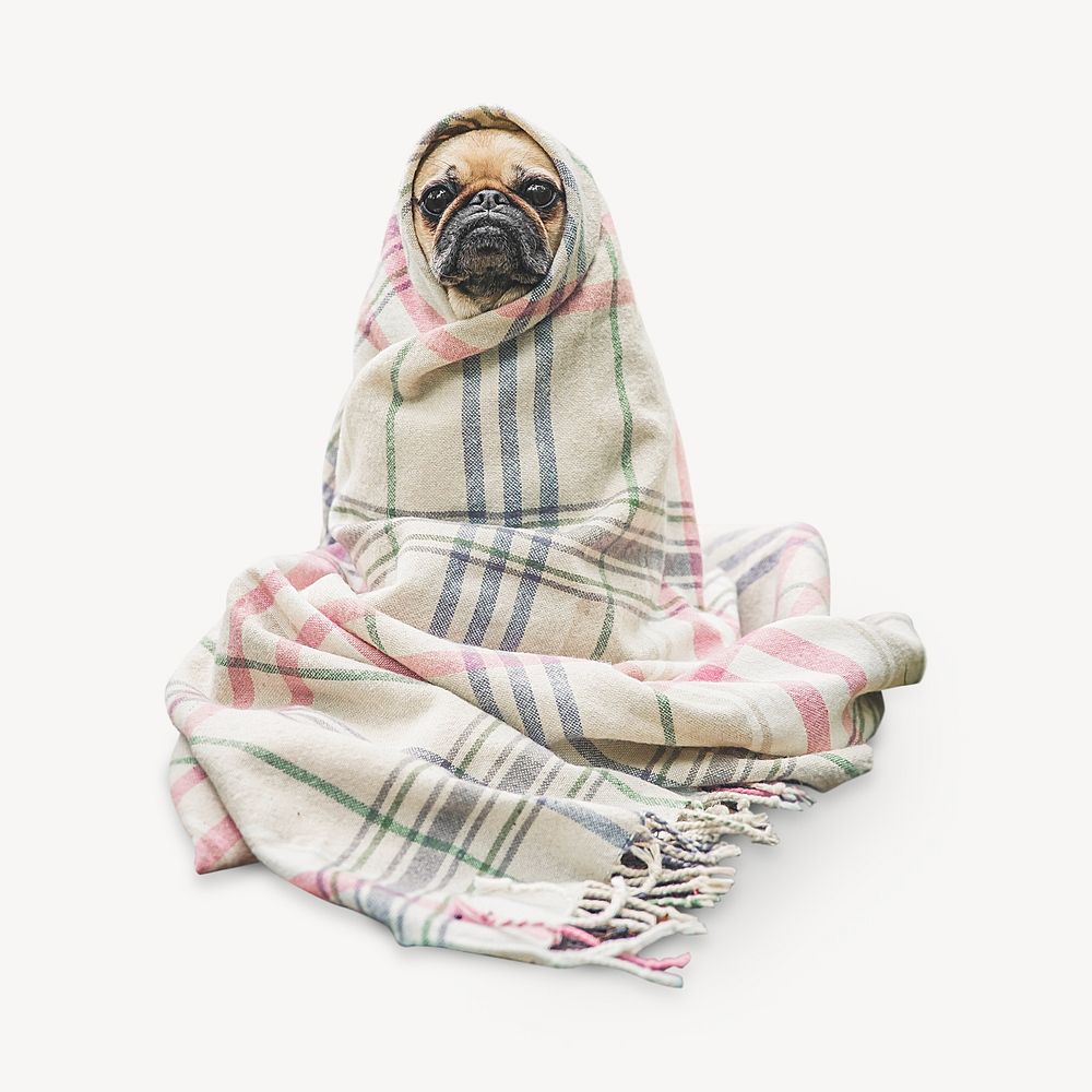Pug  wrapped in blanket  animal isolated design