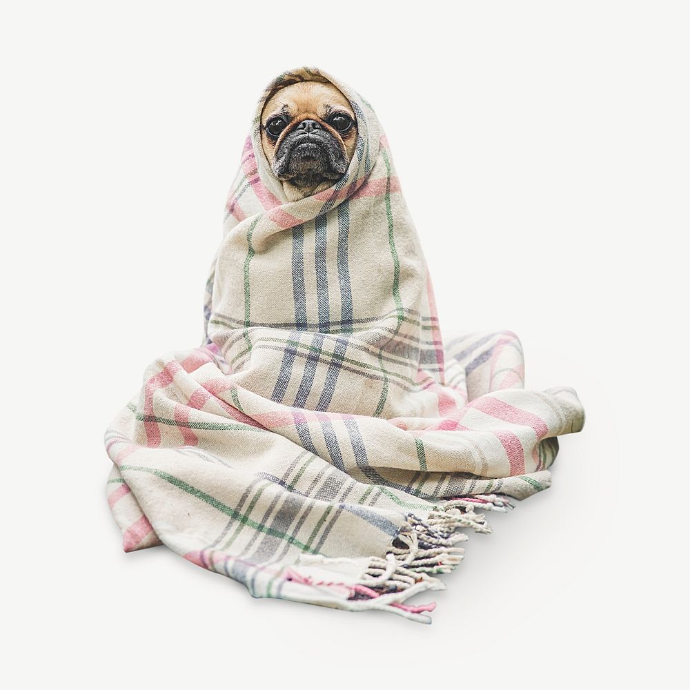 Pug  wrapped in blanket  animal collage element psd