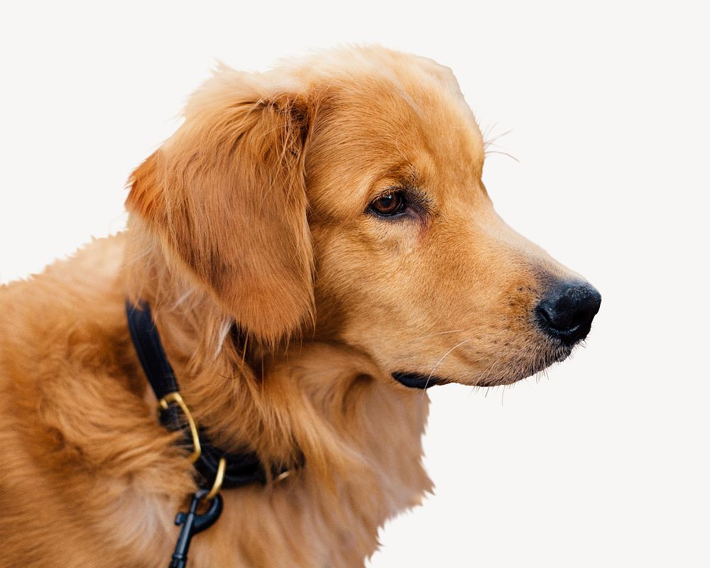 Golden retriever dog isolated design