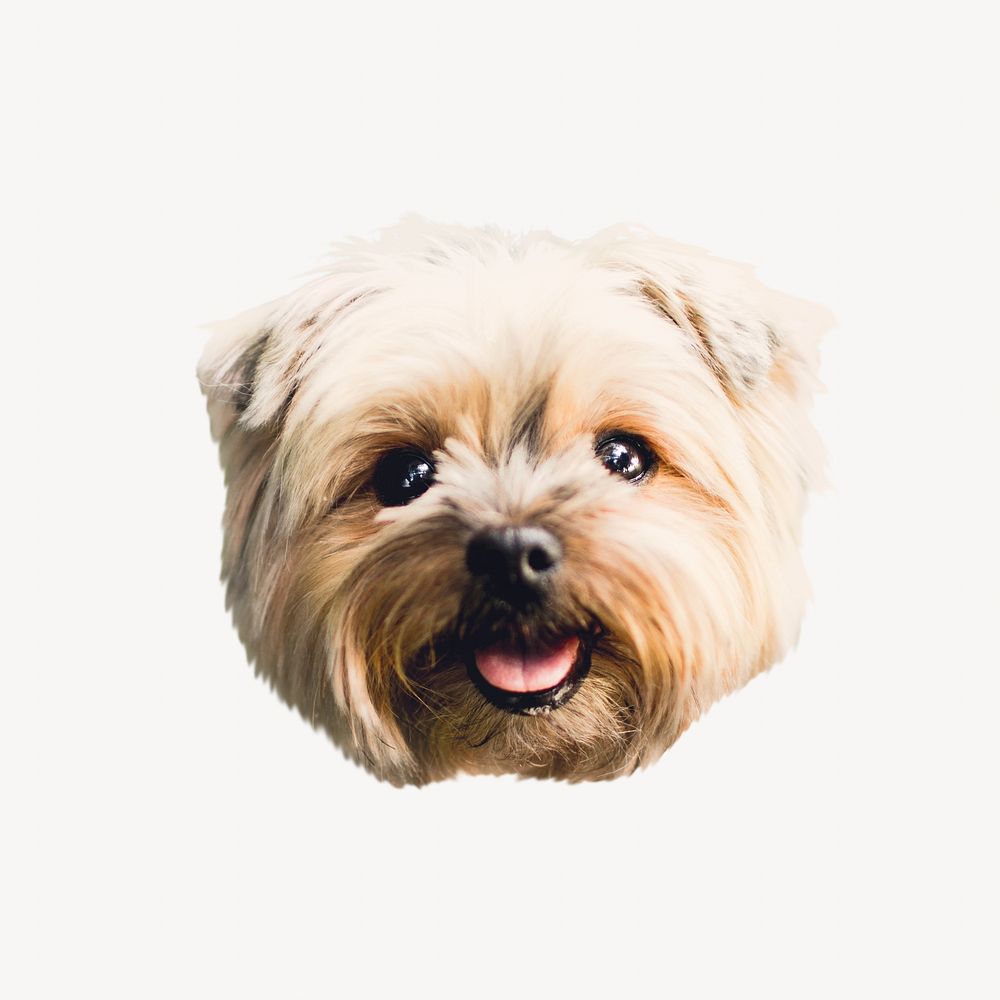 Yorkshire terrier dog isolated design