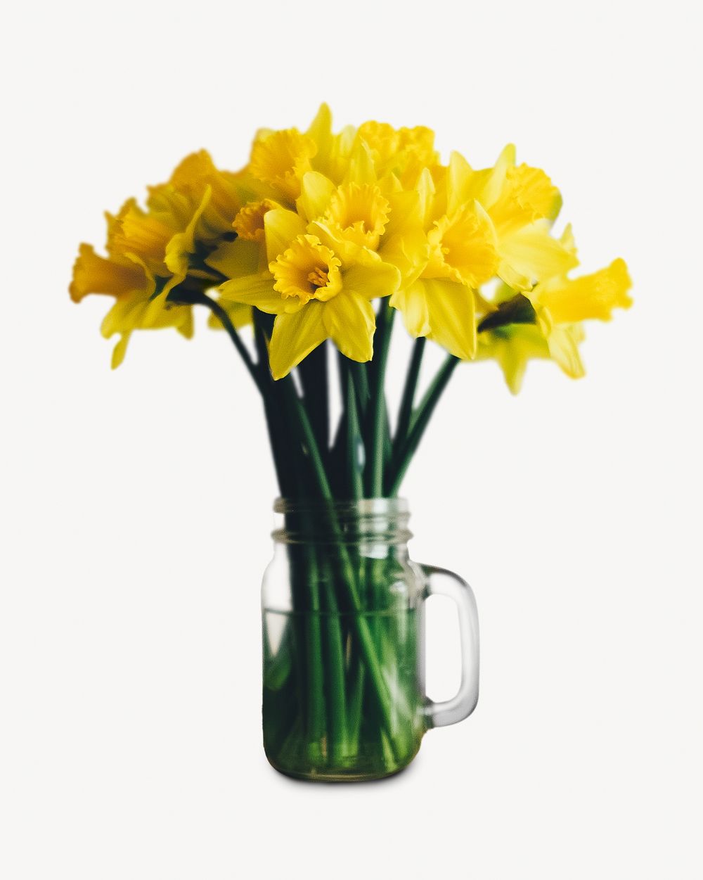 Daffodil flower vase isolated design