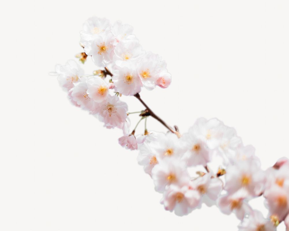 Cherry blossoms  flower isolated design