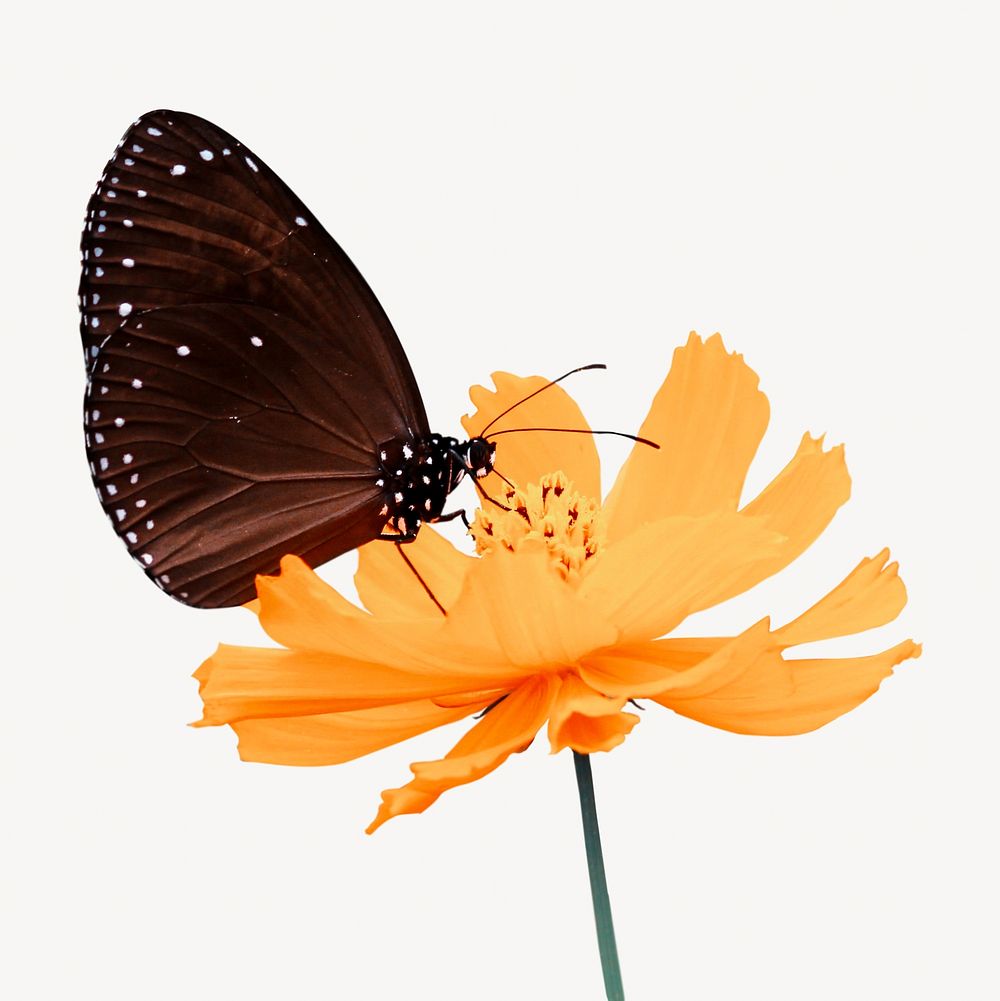 Beautiful butterfly insect isolated image