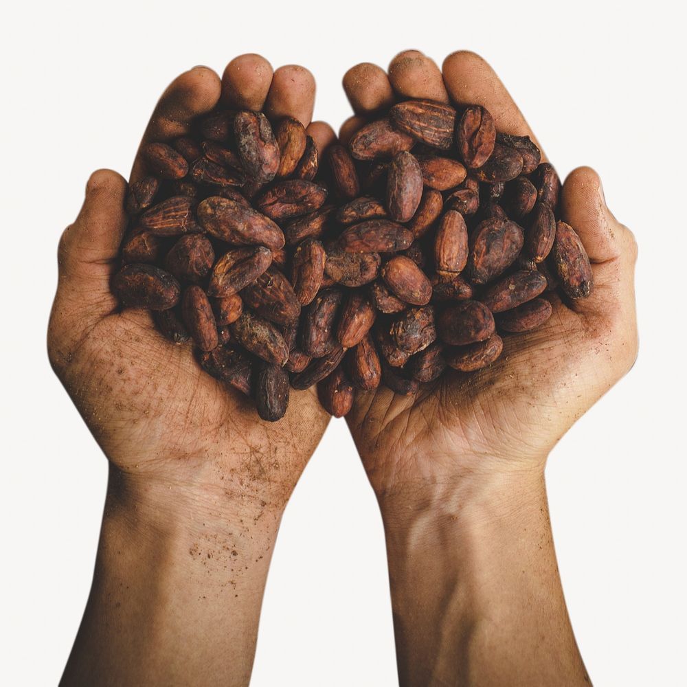 Person holding cocoa beans collage element, isolated image