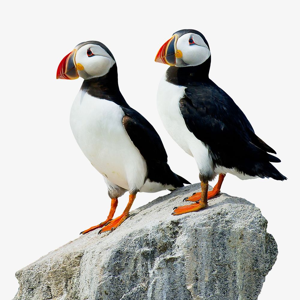 Atlantic puffin birds isolated image