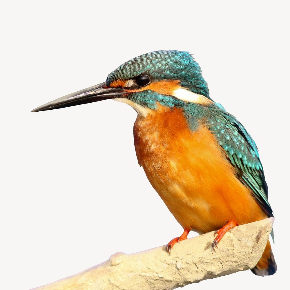 Blue and orange kingfisher isolated image