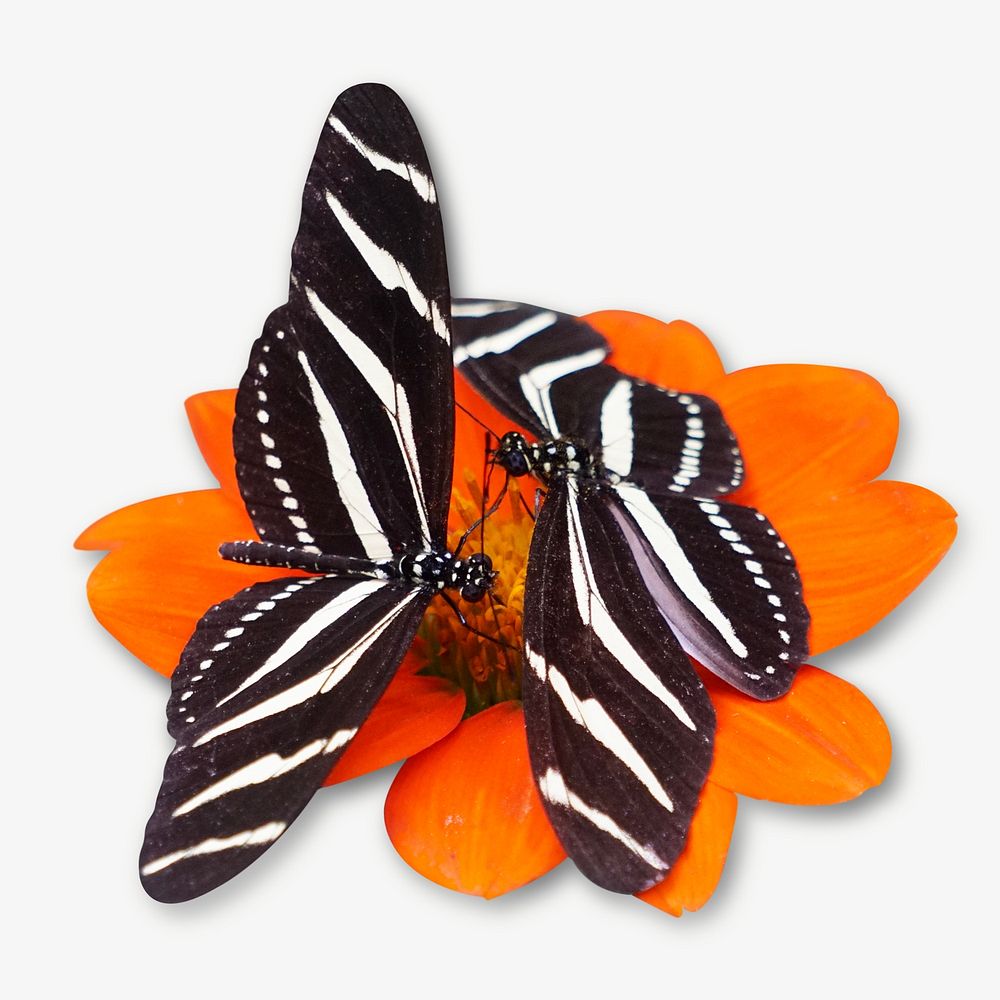 Beautiful butterfly insect isolated image | Free Photo - rawpixel