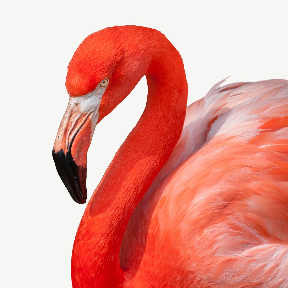 Flamingo bird collage element psd