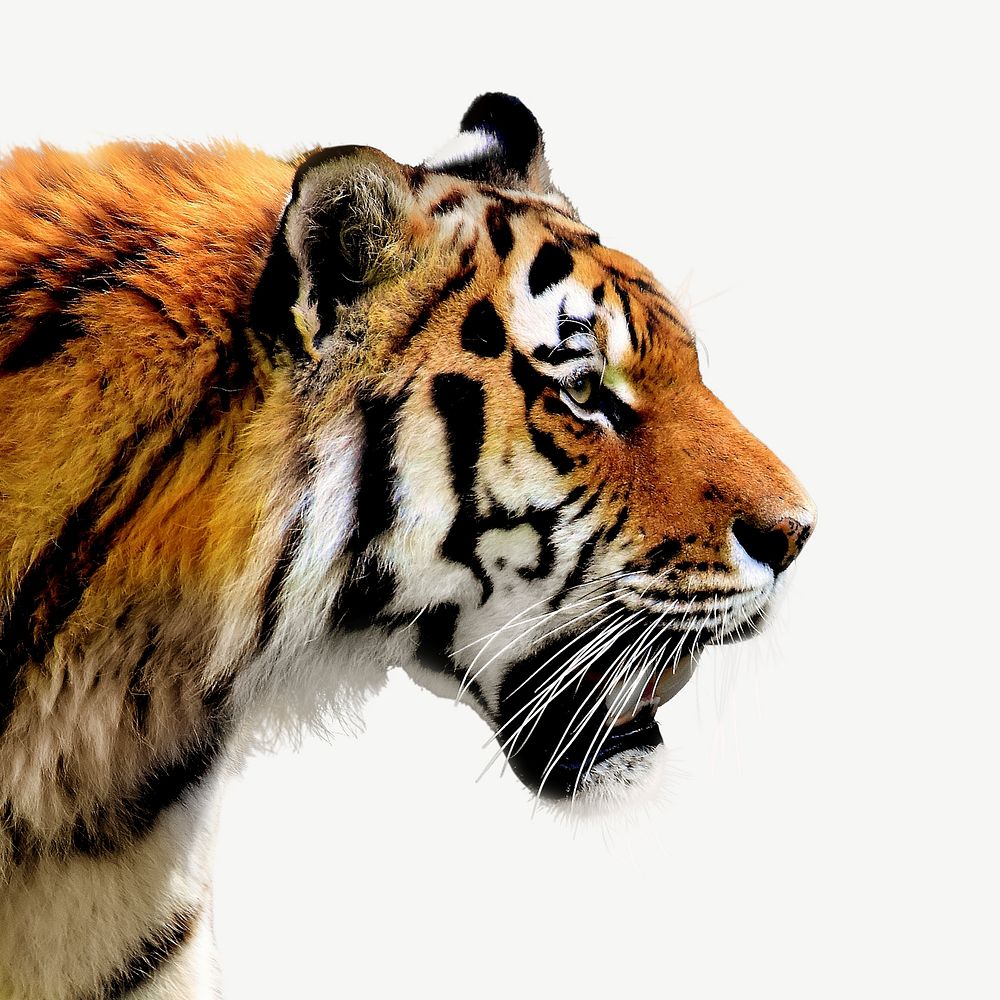 Tiger animal collage element psd