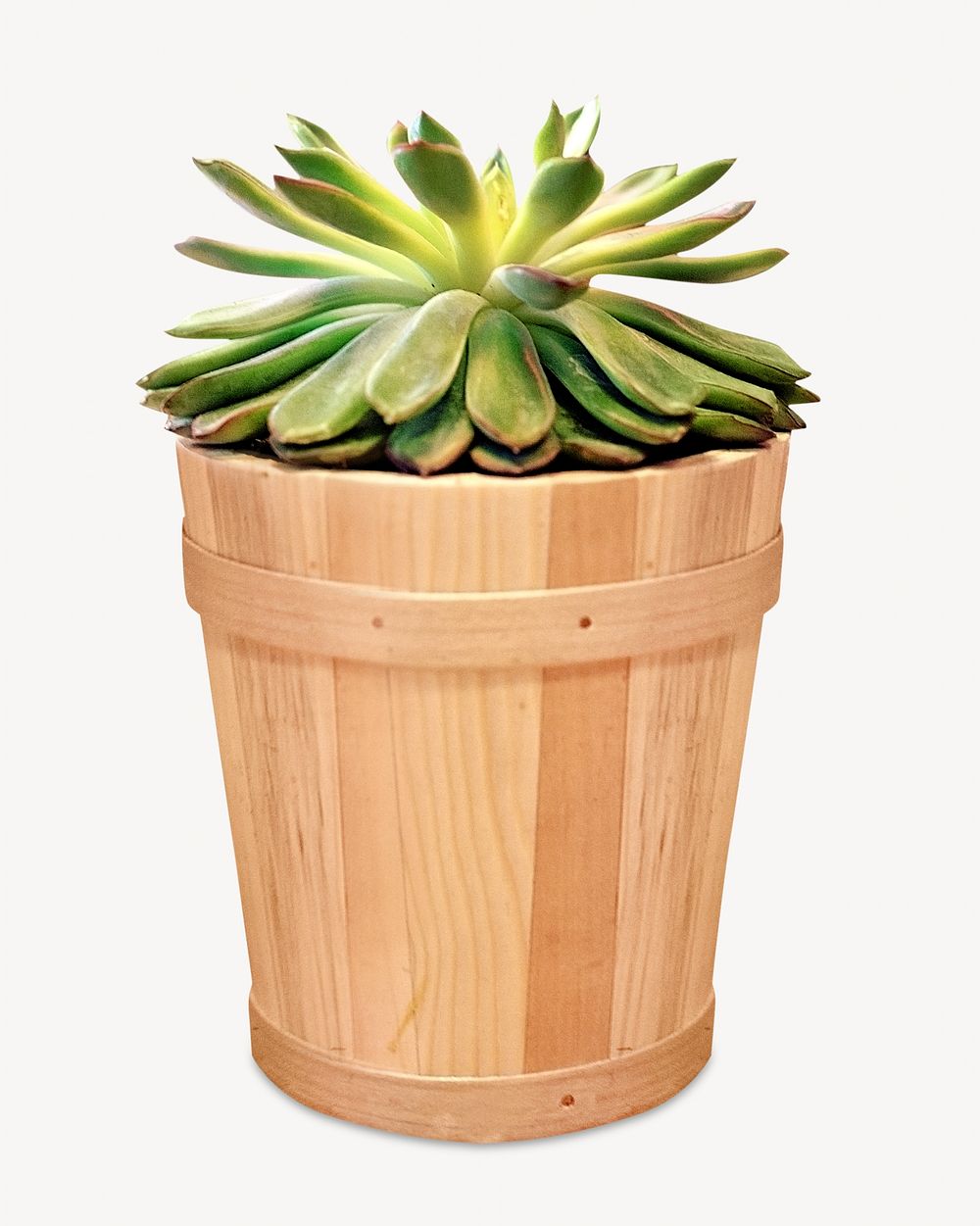 Potted plant, isolated object