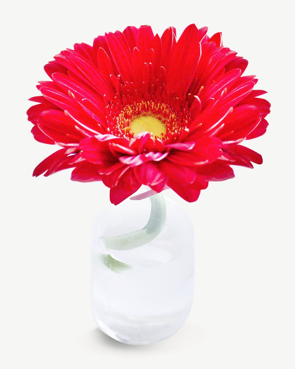 Red blooming gerbera  collage element graphic psd