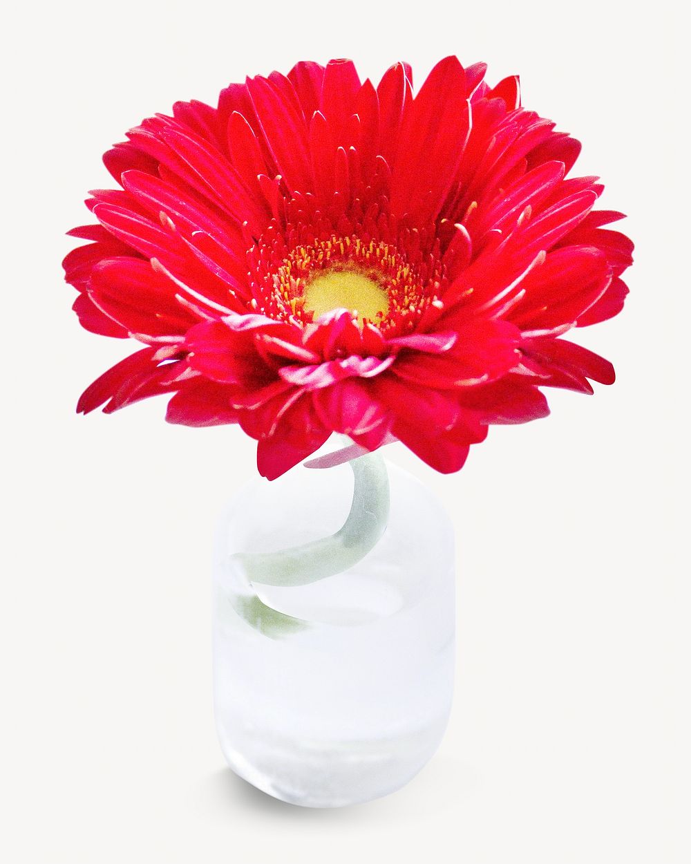 Red blooming gerbera  isolated image on white