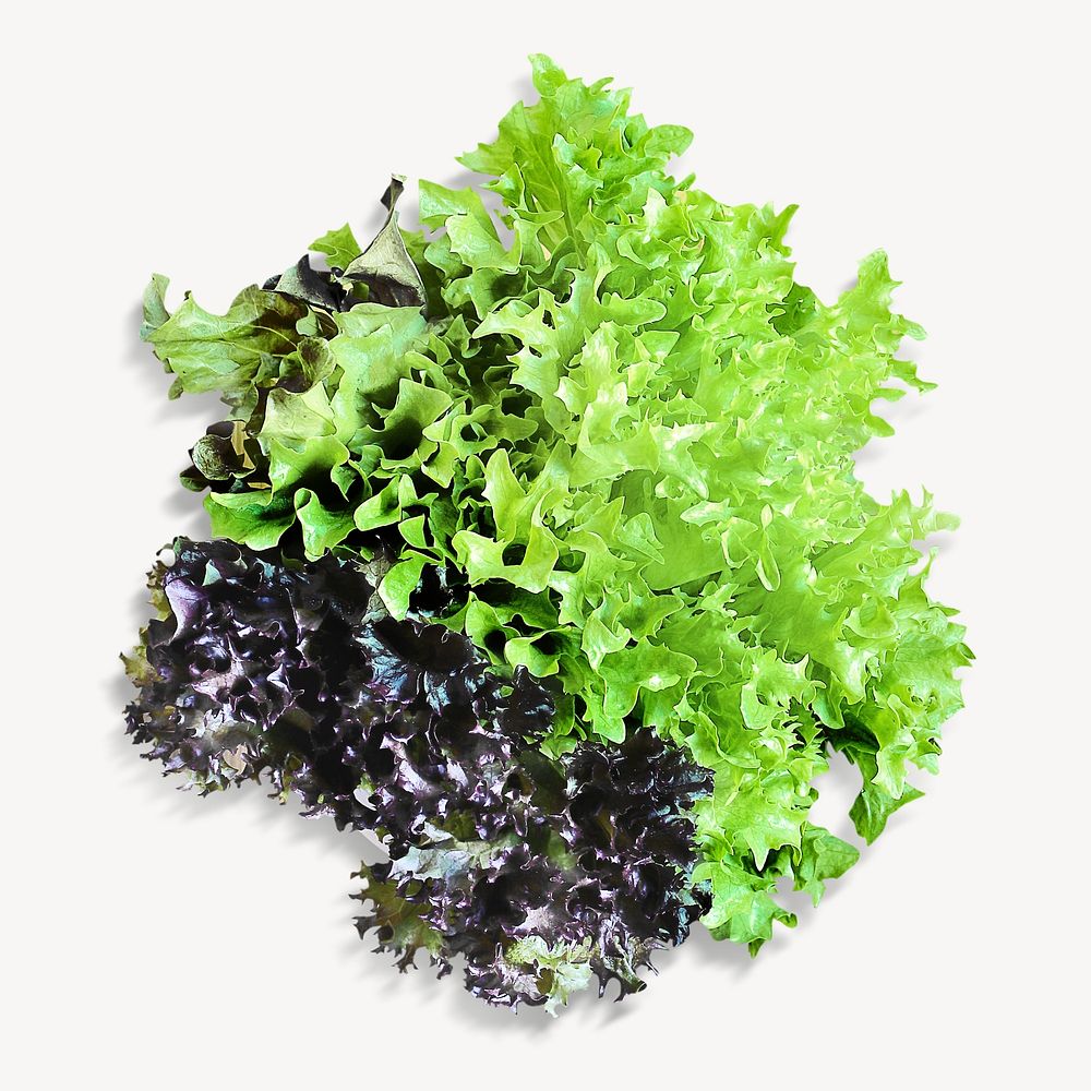 Green vegetable image on white