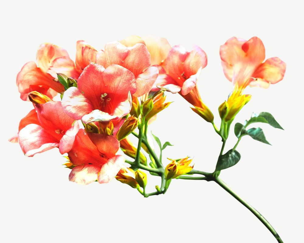 Blossoming trumpet vine collage element graphic psd