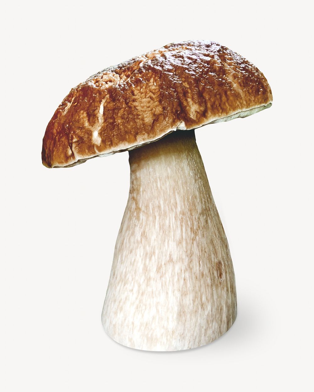 King Bolete mushroom isolated object on white