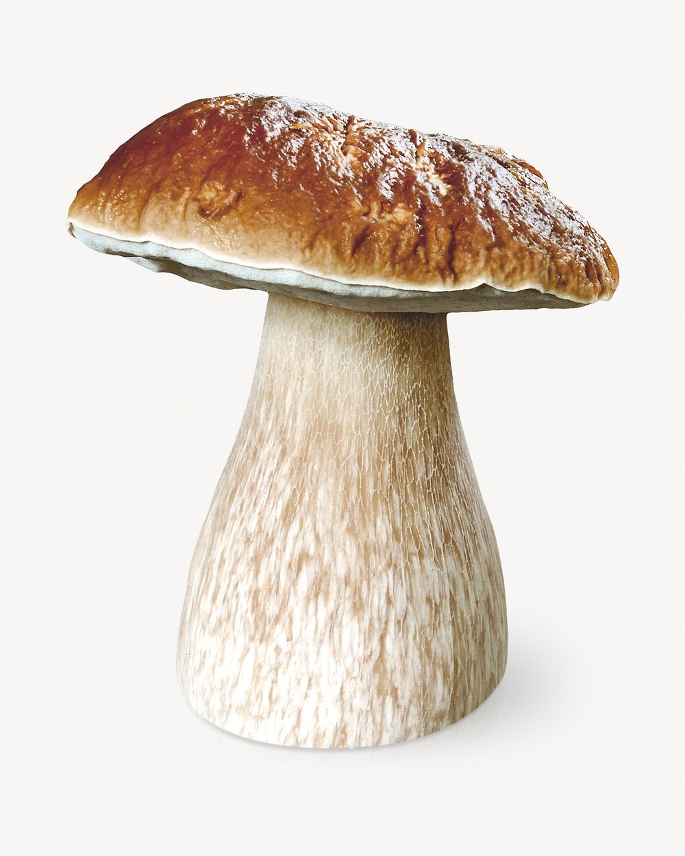 King Bolete mushroom isolated object on white
