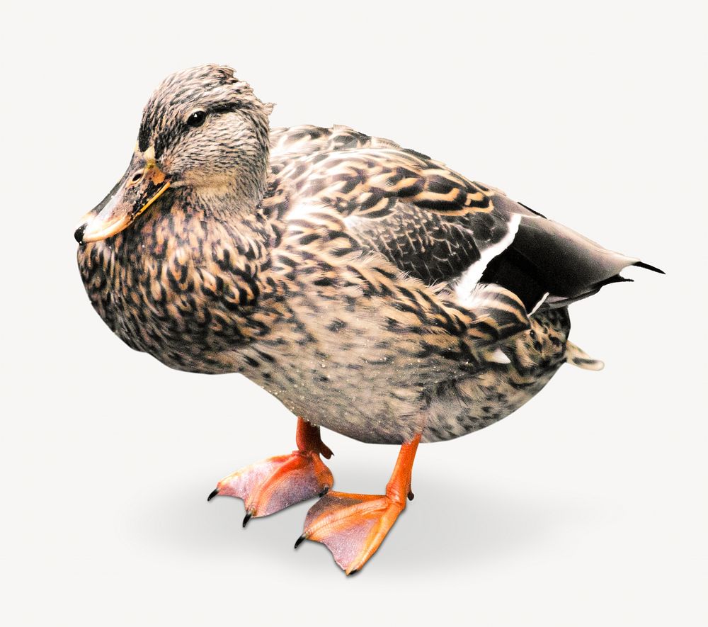 Duck farm bird animal isolated image