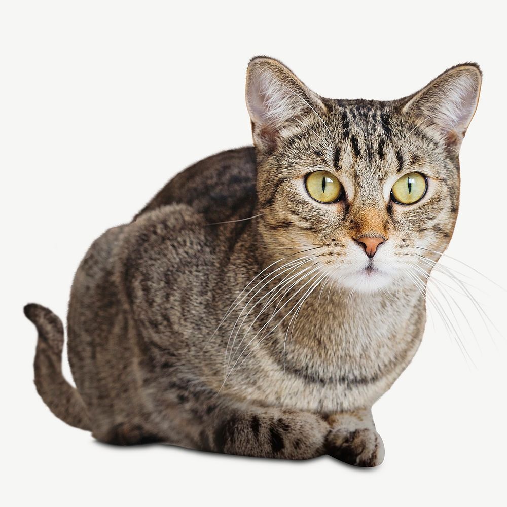 European shorthair cat image graphic psd