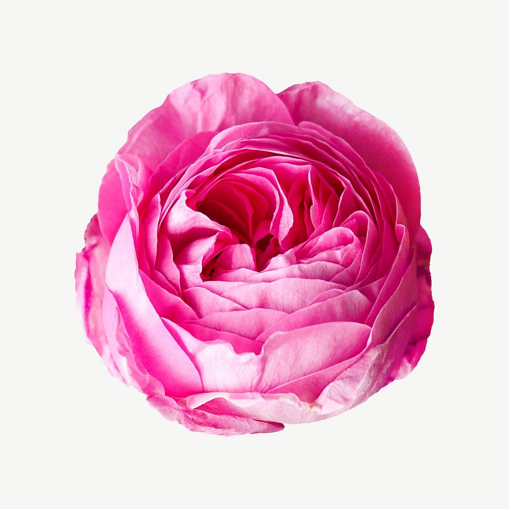 Pink peony isolated element psd