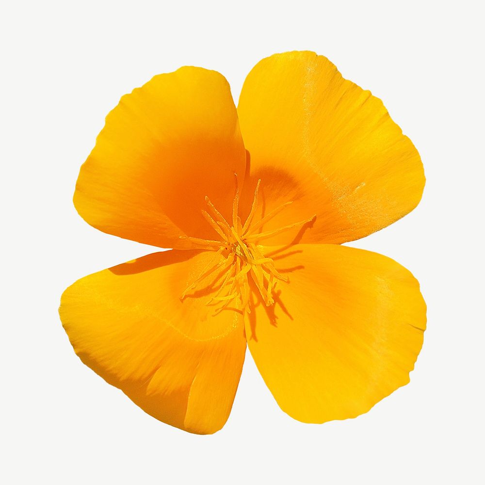 Orange flower isolated element psd
