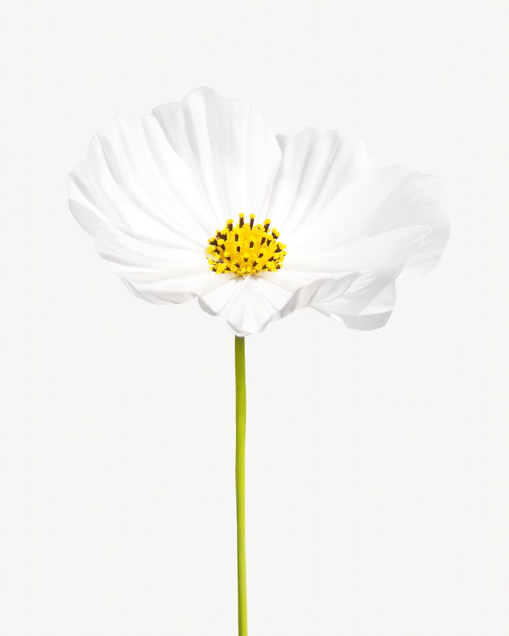 Spring white flower isolated image on white