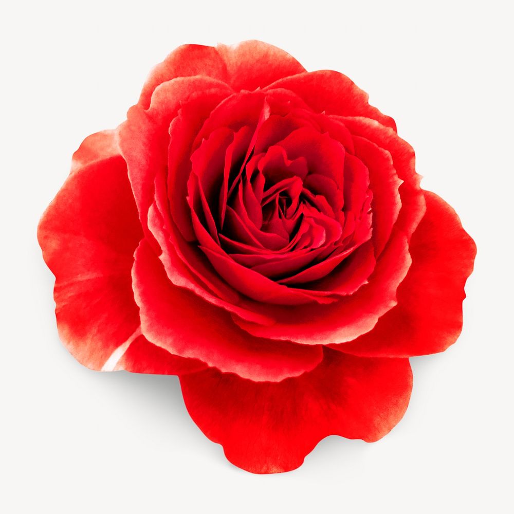 Red rose, isolated image