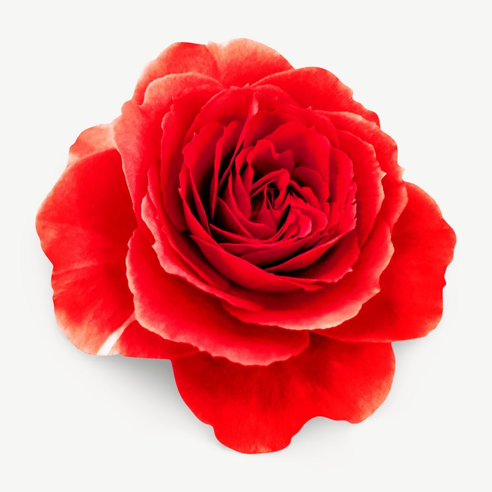 Red rose  design element psd