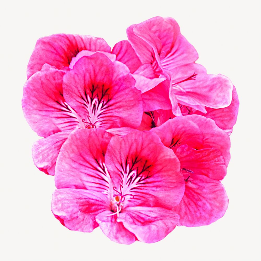 Pink flower arrangement isolated image on white