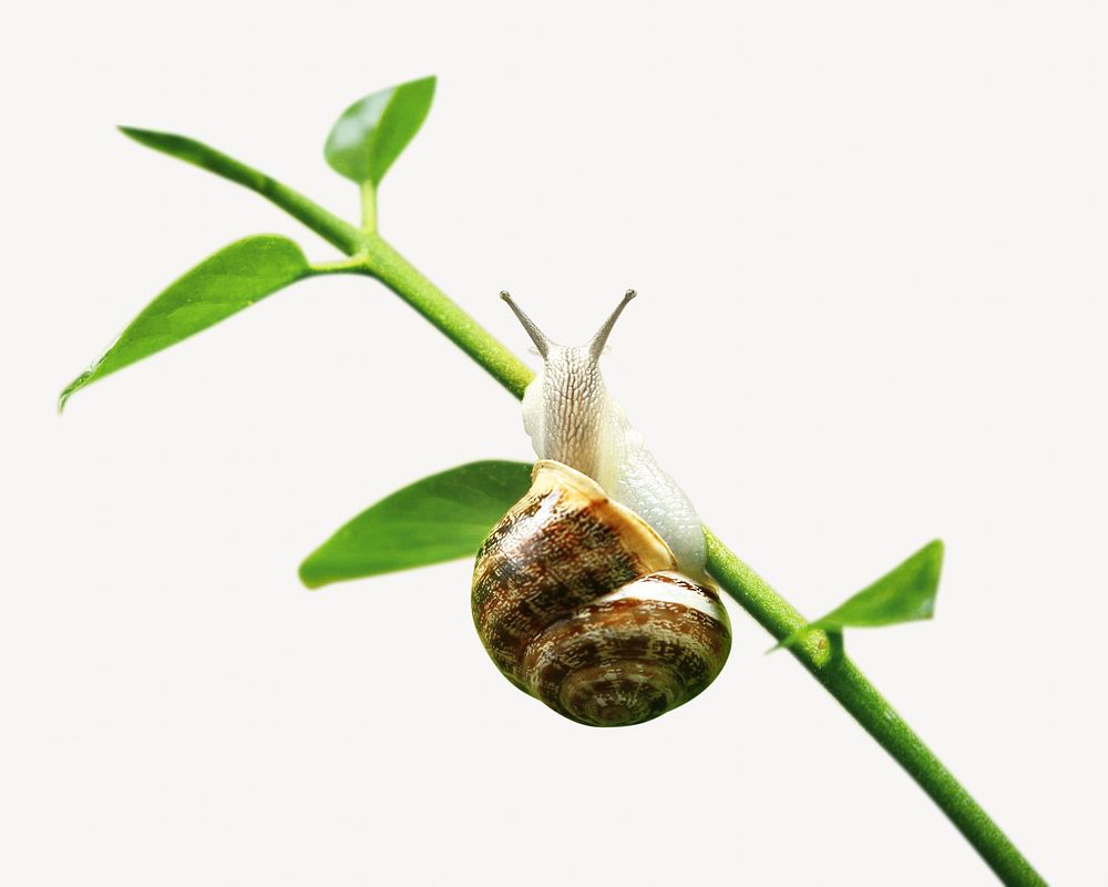 Snail on stick, isolated image