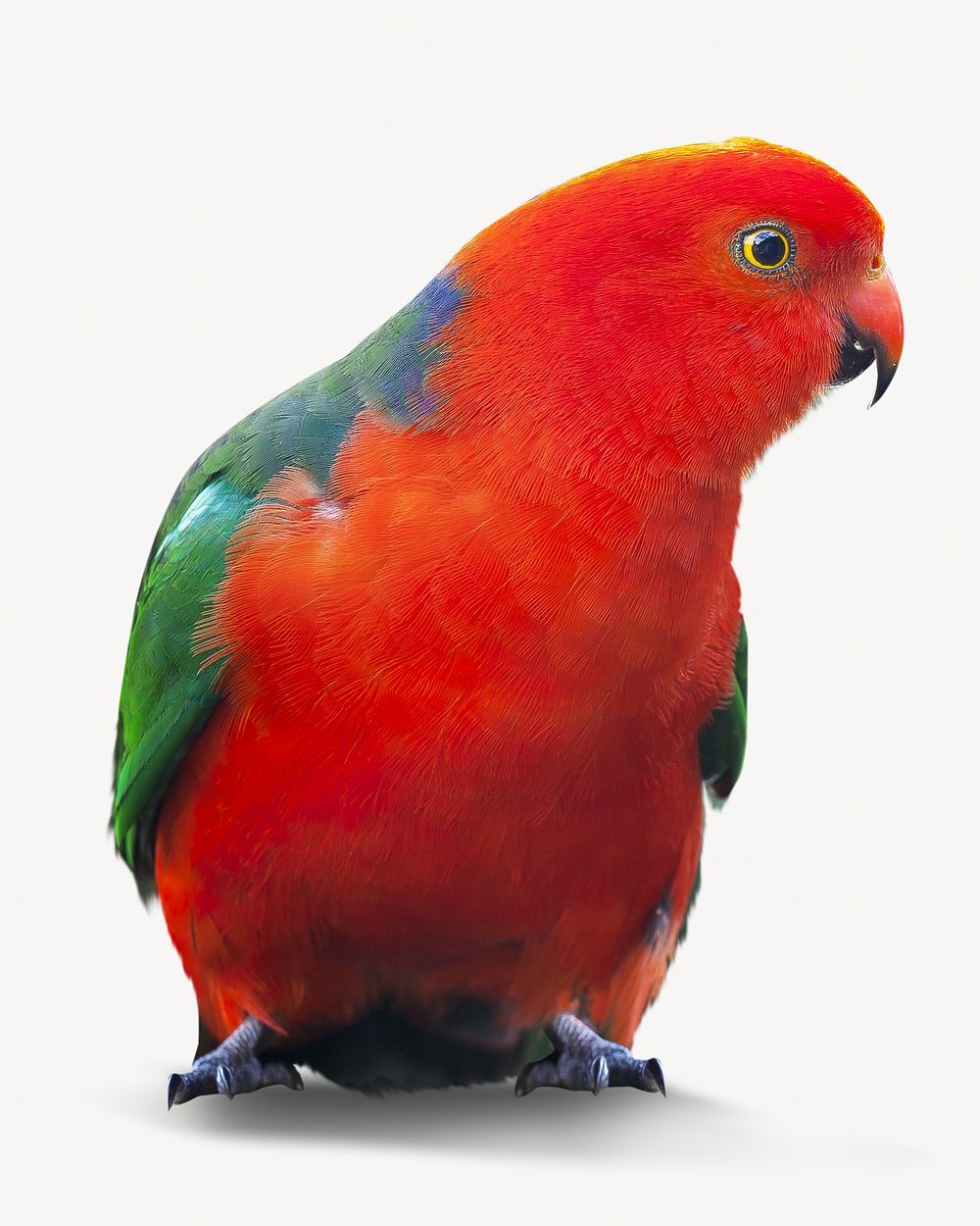 Red parrot image on white