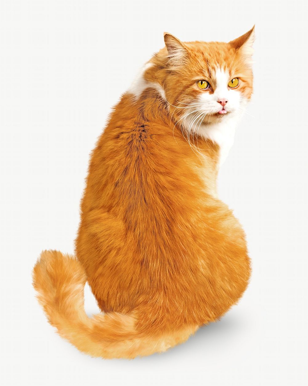 Orange cat, isolated design