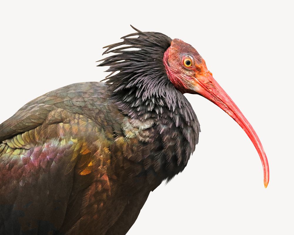 Northern bald ibis wild bird isolated image
