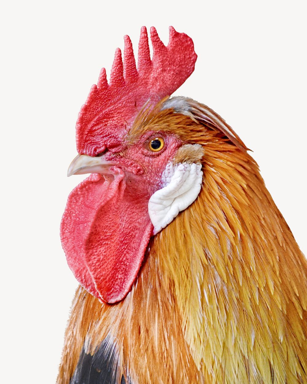 Rooster bird isolated image