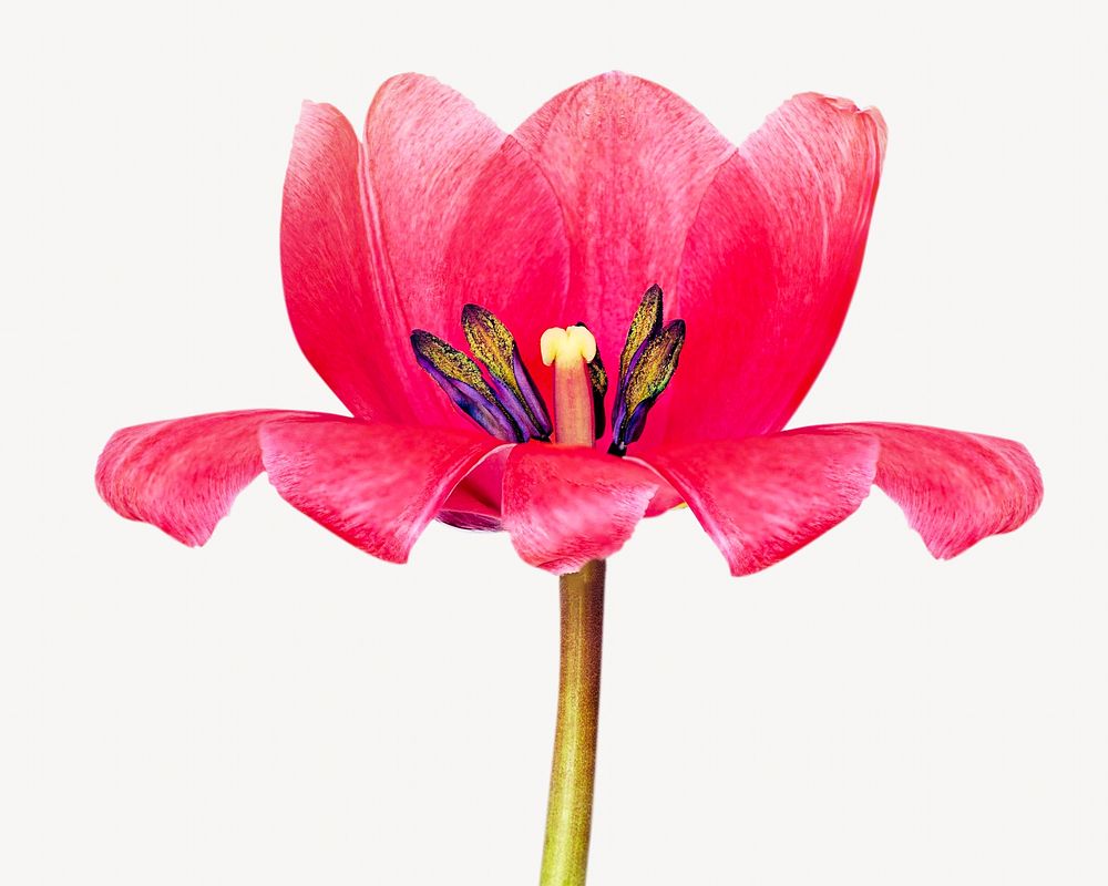 Pink blooming flower Isolated image