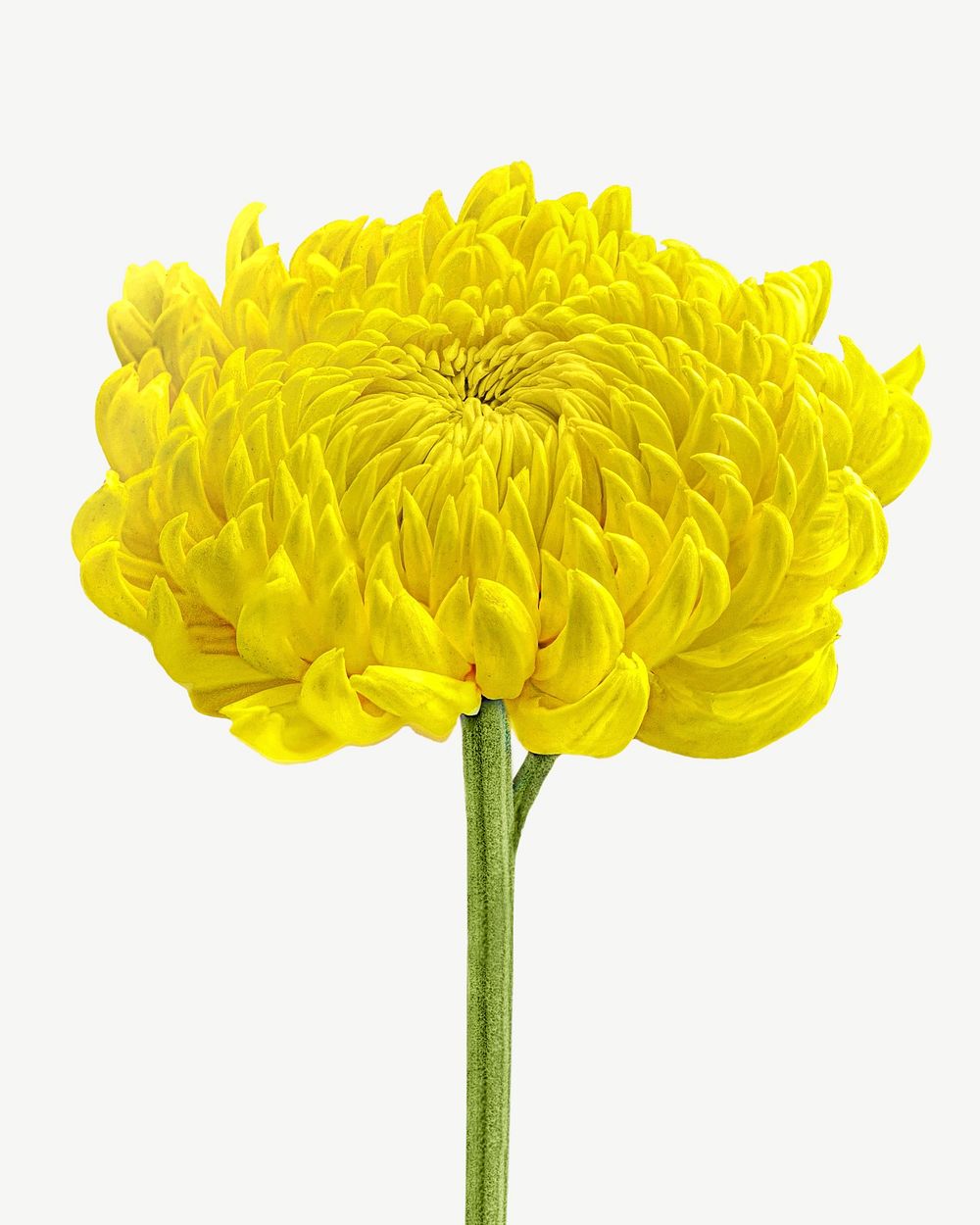 Yellow chrysanthemum flowers psd