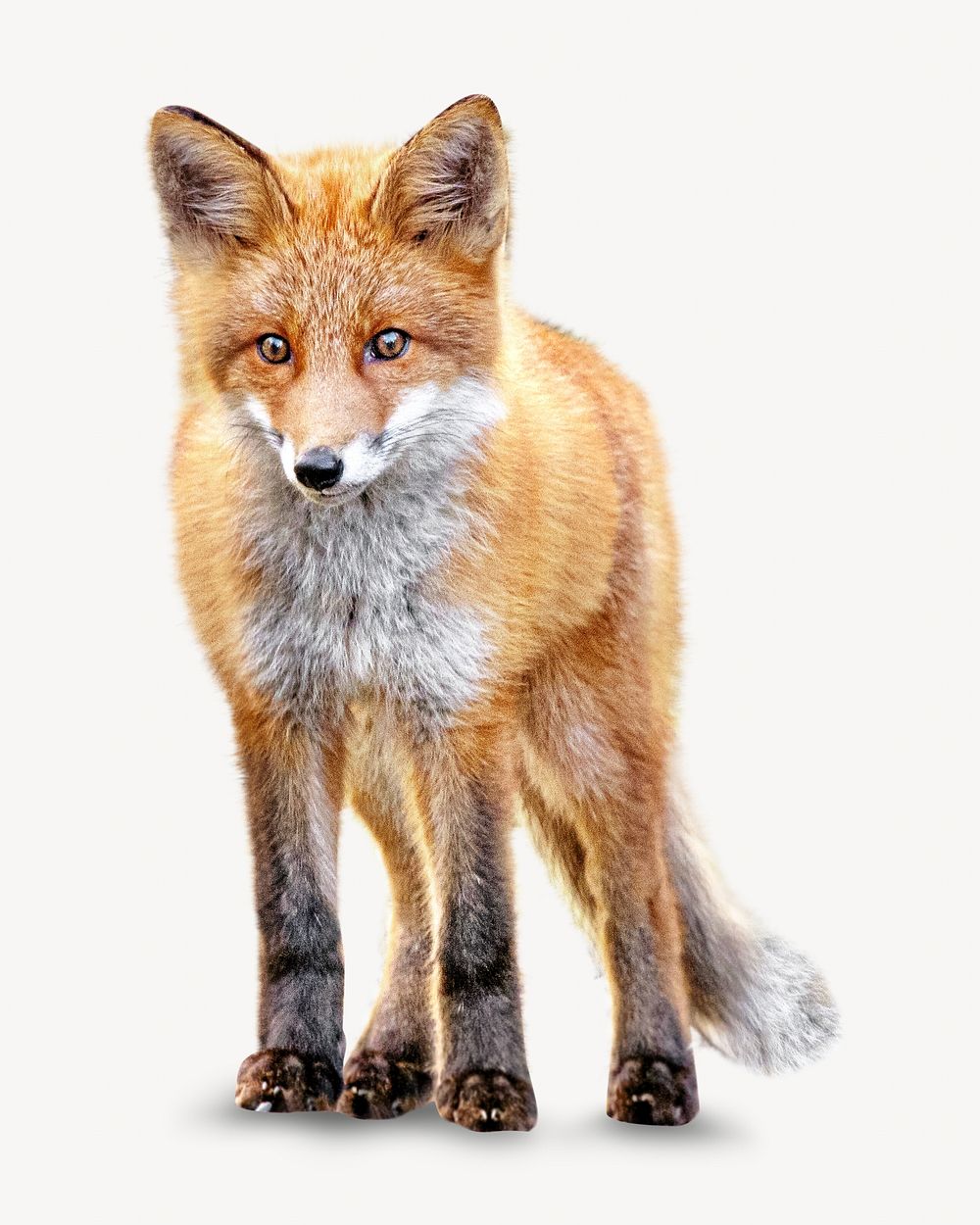Red fox isolated image