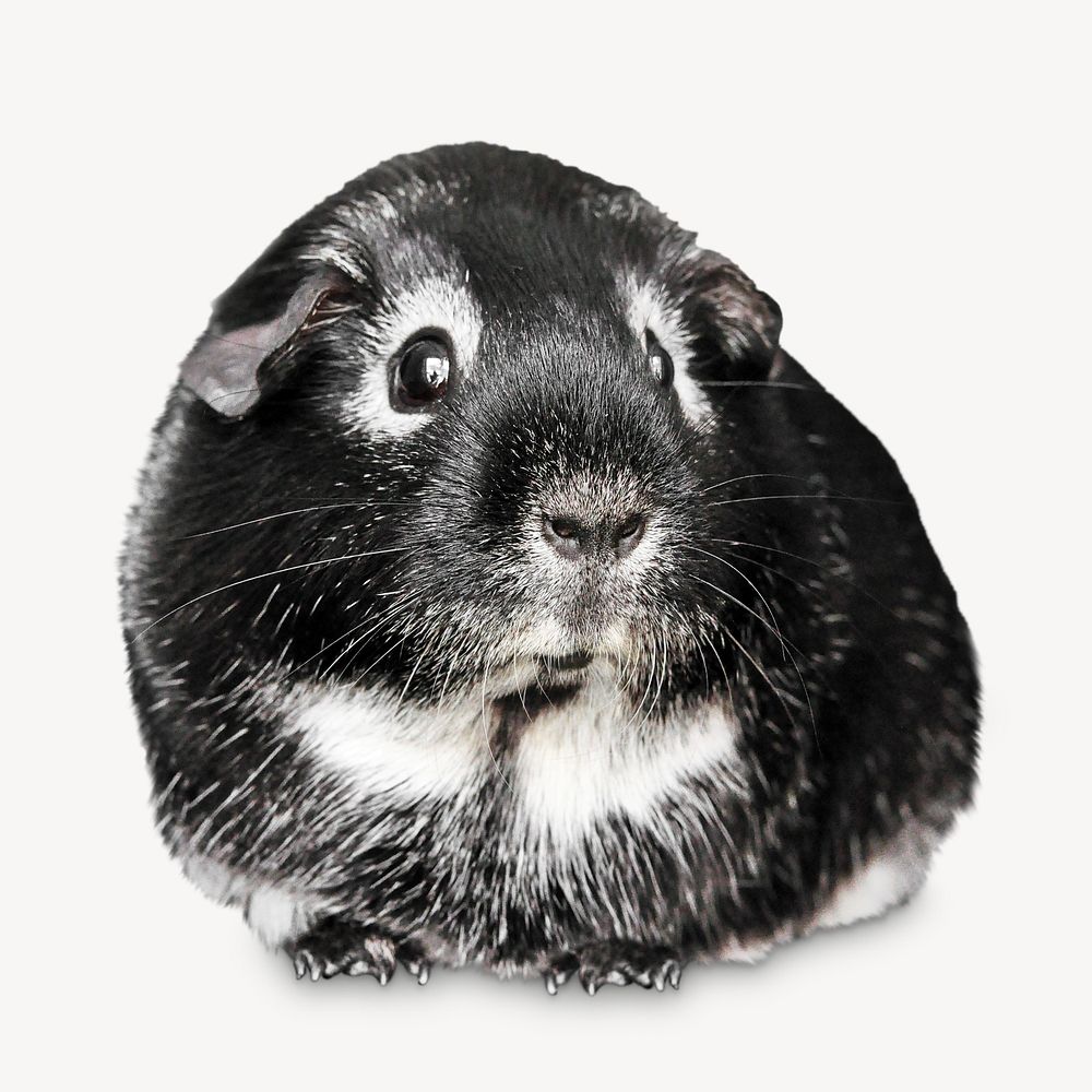 Guinea pig house pet isolated image