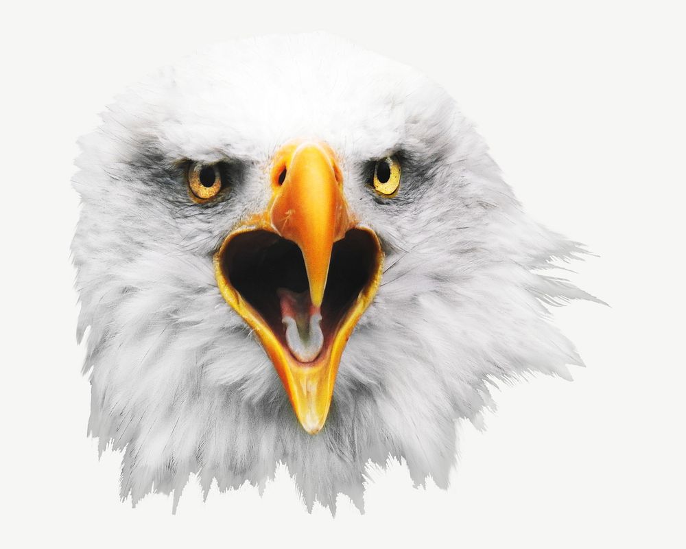 Bald eagle image graphic psd