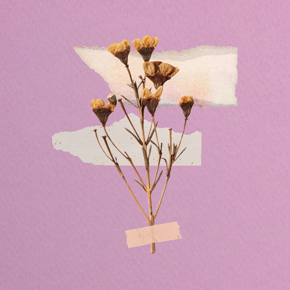 Aesthetic dried flower taped collage