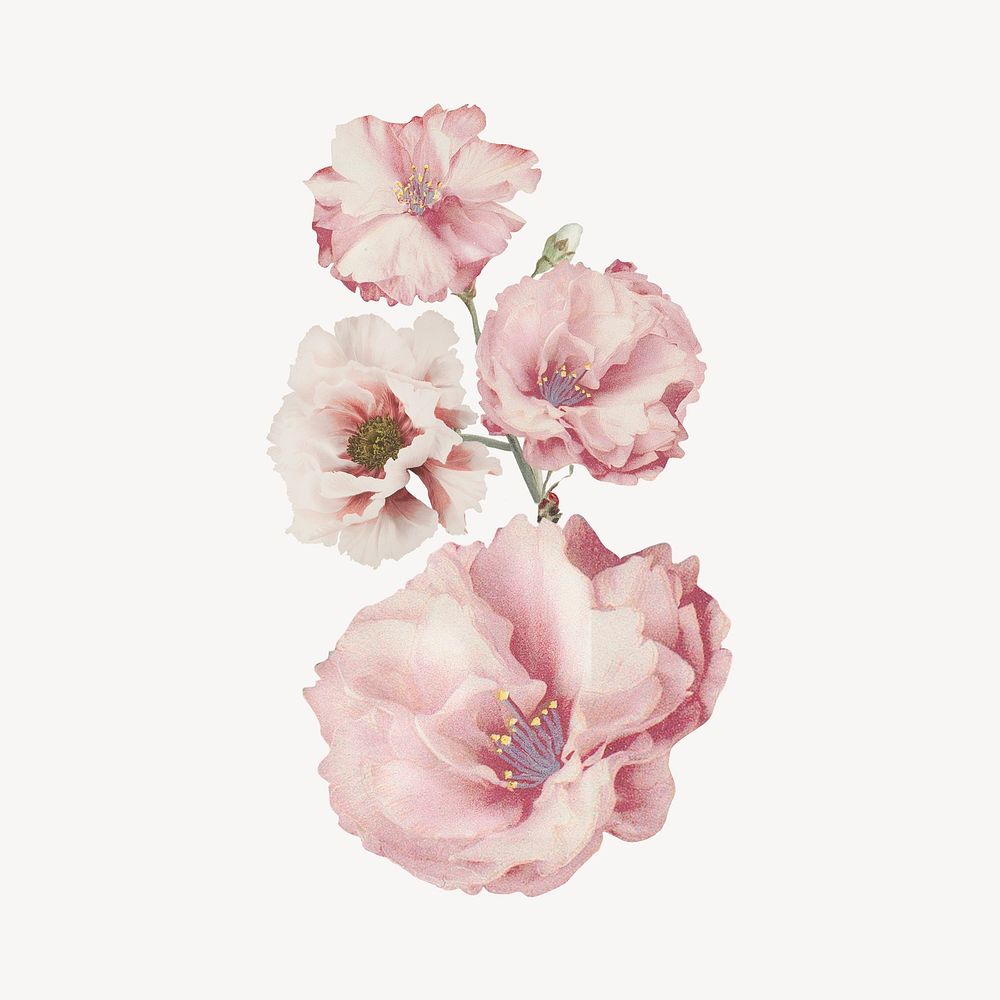Pink peony flower illustration collage element psd