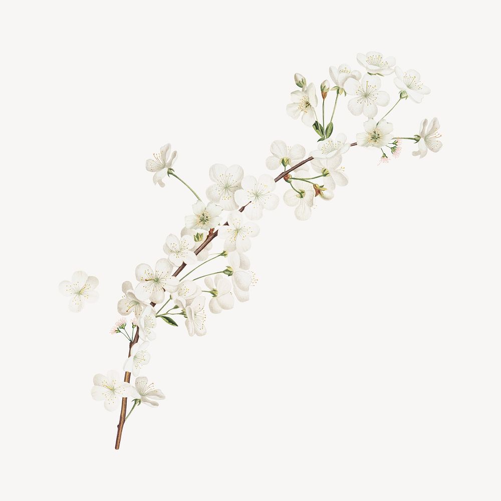 White flower branch illustration collage element psd