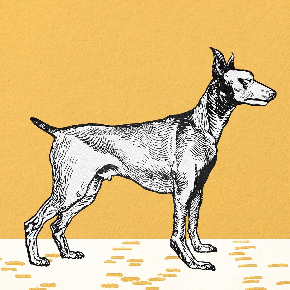 Yellow Greyhound illustration